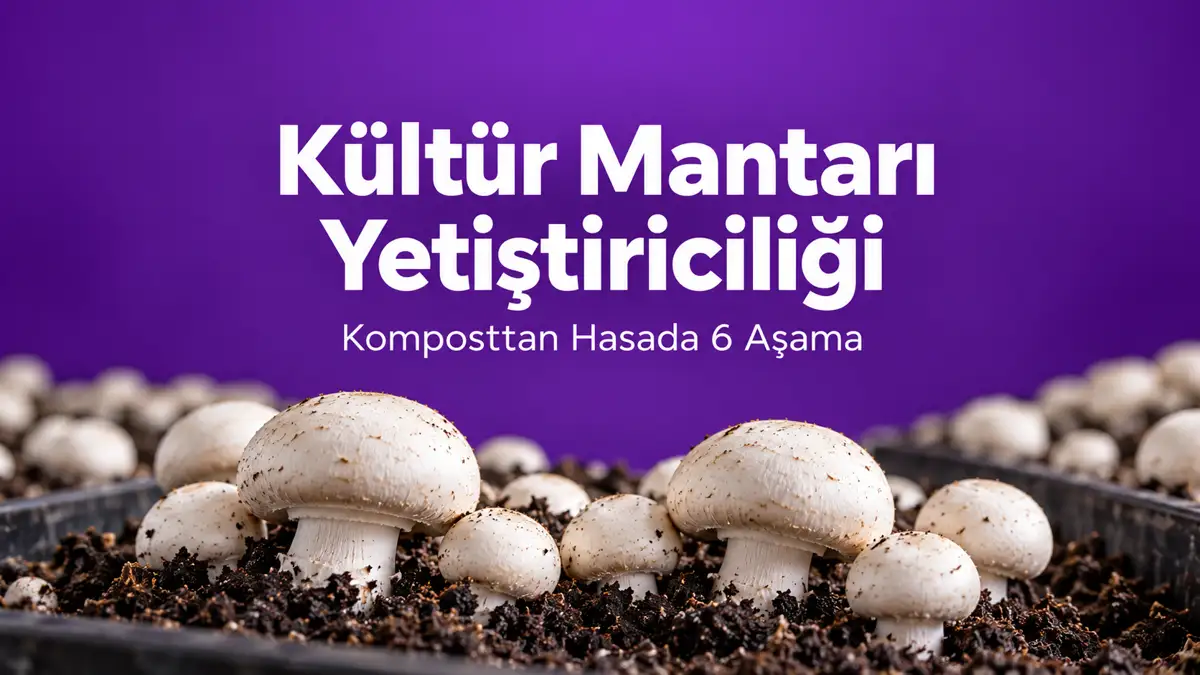 Kültür Mantarı Yetiştiriciliği: Komposttan Hasada 6 Aşama 1 Kültür mantarı yetiştiriciliği rehberi: mor zemin önünde kompost tepsilerinde beyaz şapkalı mantarlar